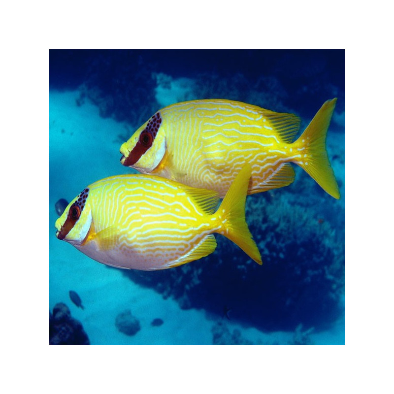Siganus Puellus : 10 à 12 cm